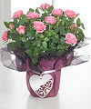 
An exquisite way to profess your love on this richly romantic holiday! A lush mini rose plant bursts with pink blooms and arrives wrapped in a purple decorative paper tied together with a metallic sil...
			