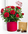 
A lush 4.5-inch mini rose plant flaunts its rich red blooms seated in a red ceramic circular container to send your sweetest sentiments...
			