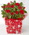
The perfect way to spread your love on this most romantic holiday! A gorgeous red mini rose plant arrives in a bright bag decorated with white and red hearts accented with a bright red sheer wrap to s...
			