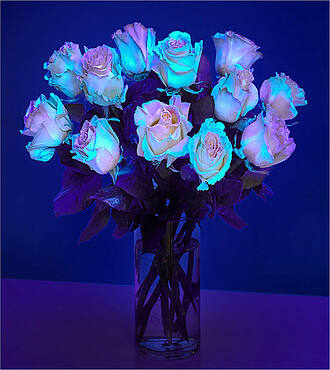 Get Your Glow On Rose Bouquet - 12 Roses with Clear Vase - FedEx - F-F57VCB