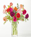 Image of Standard version for Mesmerizing Ranunculus Bouquet - FedEx