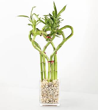 Love Ties Bamboo - FedEx - M-F01