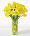 Image of Standard version for Yellow Gorgeous Daffodil Bouquet - 40 Stems with Clear Vase - FedEx