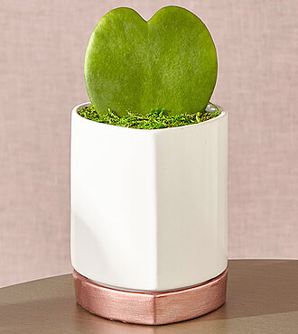 Sweetheart Hoya Succulent - FedEx