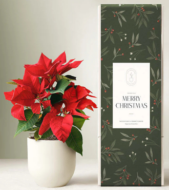 Lula's Garden - Christmas Poinsettia - FedEx