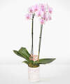 Image of Standard version for Pink Birthday Bliss Orchid - FedEx