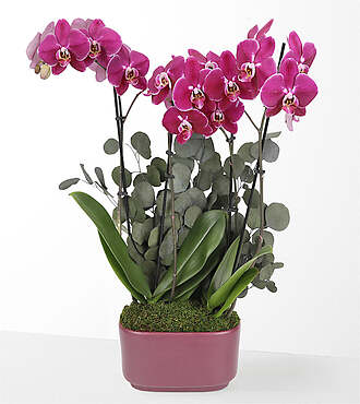 Enchanting Purple Orchid - FedEx - P-F11