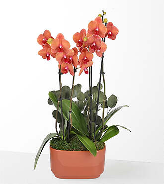 Sunset Orchid Garden - FedEx - P-F12
