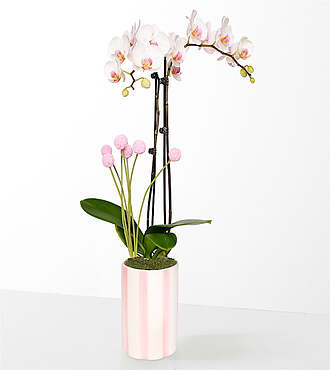 Soft Beauty Pink and White Orchid - FedEx - P-F18