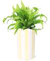 Image of Standard version for Leafy Bird's Nest Fern - FedEx