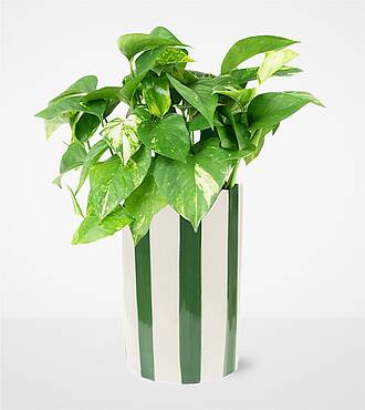 Pure Joy Pothos Plant - FedEx - P-F23