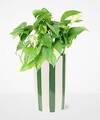 Image of Standard version for Pure Joy Pothos Plant - FedEx