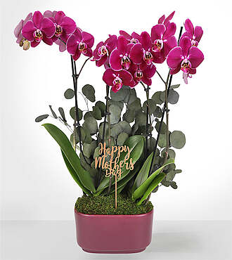 Enduring Elegance Orchid Planter for Mom - FedEx