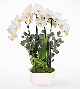 Ivory Grace Orchid Garden - FedEx - P-F37