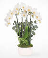 Image of Standard version for Ivory Grace Orchid Garden - FedEx