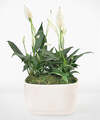 Image of Standard version for Serene White Peace Lily - FedEx