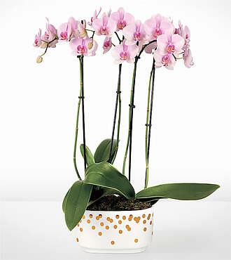 Pink and Pretty Orchid Garden - FedEx - P-F49