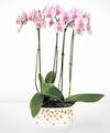 Image of Standard version for Pink and Pretty Orchid Garden - FedEx