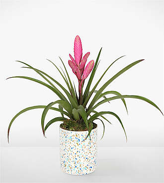 Stunning Pink Bromeliad - FedEx - P-F50