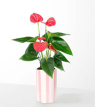 Sending Love Pink Anthurium - FedEx - P-F57