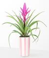 Image of Standard version for Sunburst Bloom Pink Bromeliad - FedEx