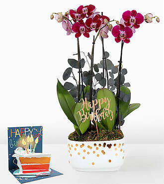 Purple Birthday Orchid Garden - Orchid Garden with Pick and Card - FedEx - P-F62HBPBDC