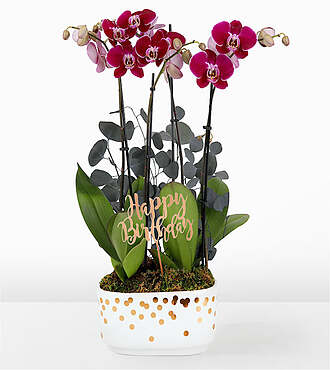 Purple Birthday Orchid Garden - Orchid Garden with Pick - FedEx - P-F62HBP