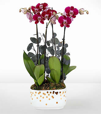 Purple Enchantment Orchid Garden - FedEx - P-F62