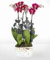 Image of Standard version for Purple Enchantment Orchid Garden - FedEx