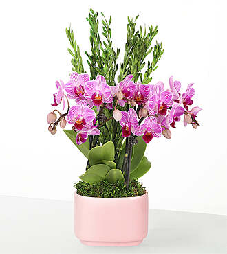 Tropical Romance Mini Orchid Garden - FedEx - P-F63