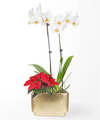 Image of Standard version for White Orchid and Red Poinsettia Garden - FedEx