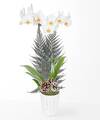 Image of Standard version for Holiday White Orchid - FedEx