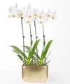 Image of Standard version for Holiday White Orchid Duo - FedEx