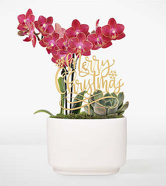 Christmas Orchid Succulent Garden - FedEx - P-F72