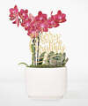 Image of Standard version for Christmas Orchid Succulent Garden - FedEx