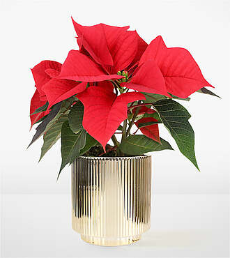 Holiday Red Poinsettia - FedEx - P-F73