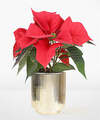 Image of Standard version for Holiday Red Poinsettia - FedEx