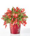 Image of Standard version for Blooming Christmas Cactus - FedEx