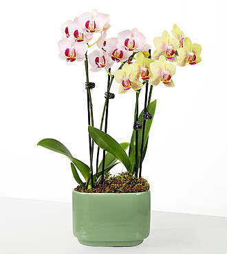 Blooming Embrace Orchid Duo - FedEx - P-F81