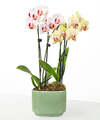 Image of Standard version for Blooming Embrace Orchid Duo - FedEx