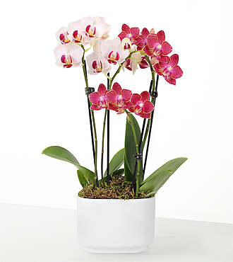Let Love Grow Orchid Duo - FedEx - P-F82