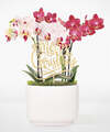 Image of Standard version for Merry Christmas Orchid Duo - FedEx
