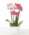 Image of Standard version for Let Love Grow Orchid Duo - FedEx