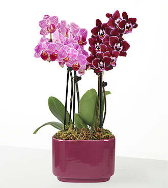 Purple Paradise Orchid Duo - FedEx - P-F83