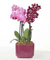 Image of Standard version for Purple Paradise Orchid Duo - FedEx