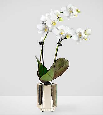 Serene Beauty Orchid - FedEx - P-FA5