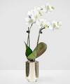 Image of Standard version for Serene Beauty Orchid - FedEx