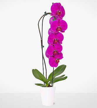 Purple Waterfall Orchid - FedEx - P-FC4