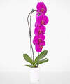 Image of Standard version for Purple Waterfall Orchid - FedEx