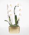 Image of Standard version for White Waterfall Orchid Garden - FedEx